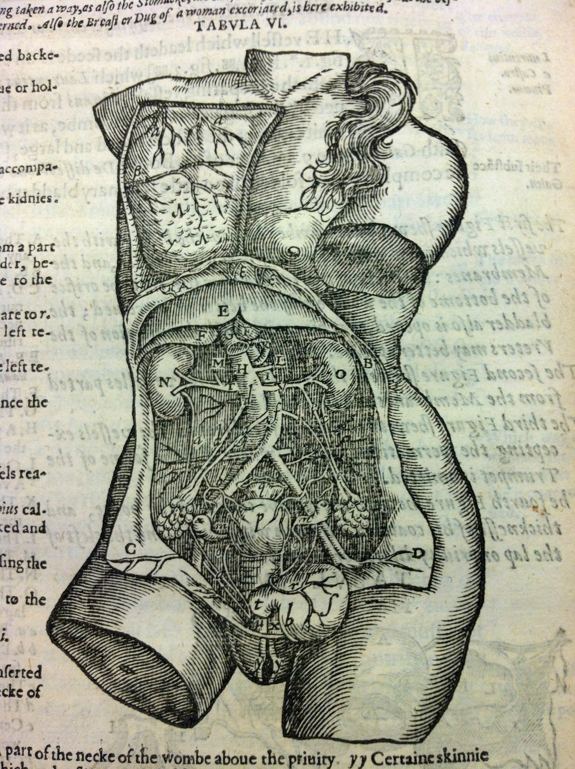 Illustration from Crooke's 'Mikrokosmographia'